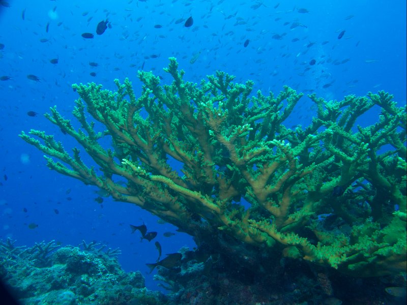 Underwater Scene, Natural Light